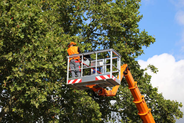 Best Firewood Processing and Delivery  in Guttenberg, IA