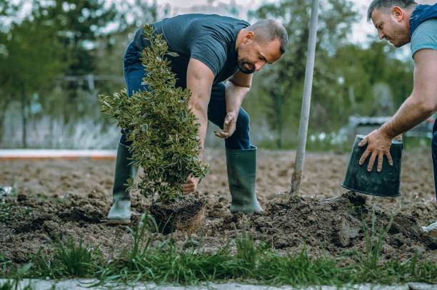 Best Tree Disease Treatment  in Guttenberg, IA