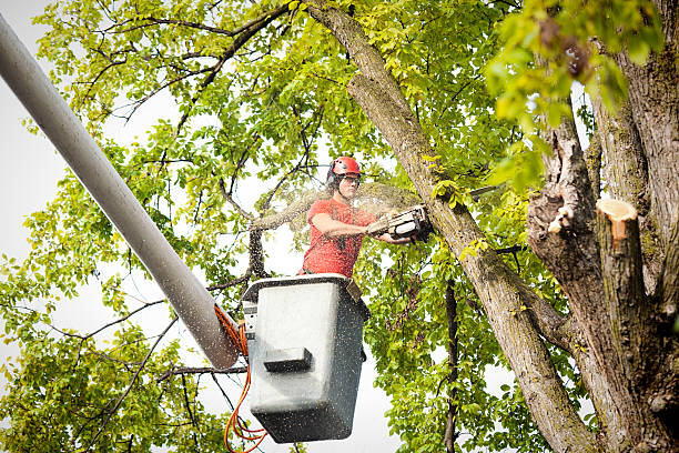  Guttenberg, IA Tree Services Pros